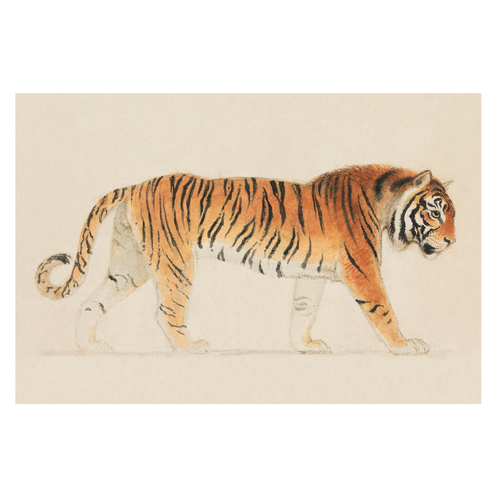 Framed Canvas Print ~ Tiger