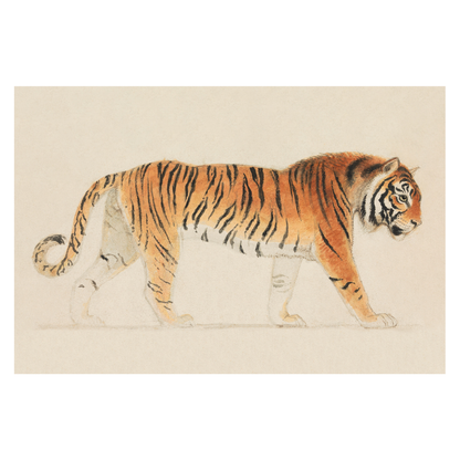 Framed Canvas Print ~ Tiger