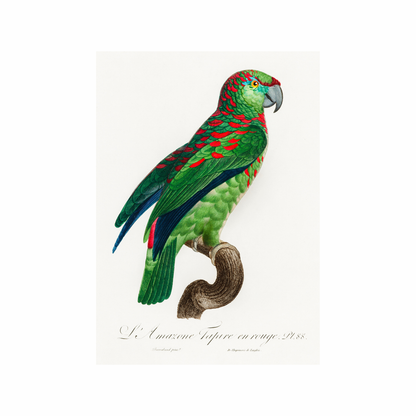 Framed Canvas Print ~ Parrot Series