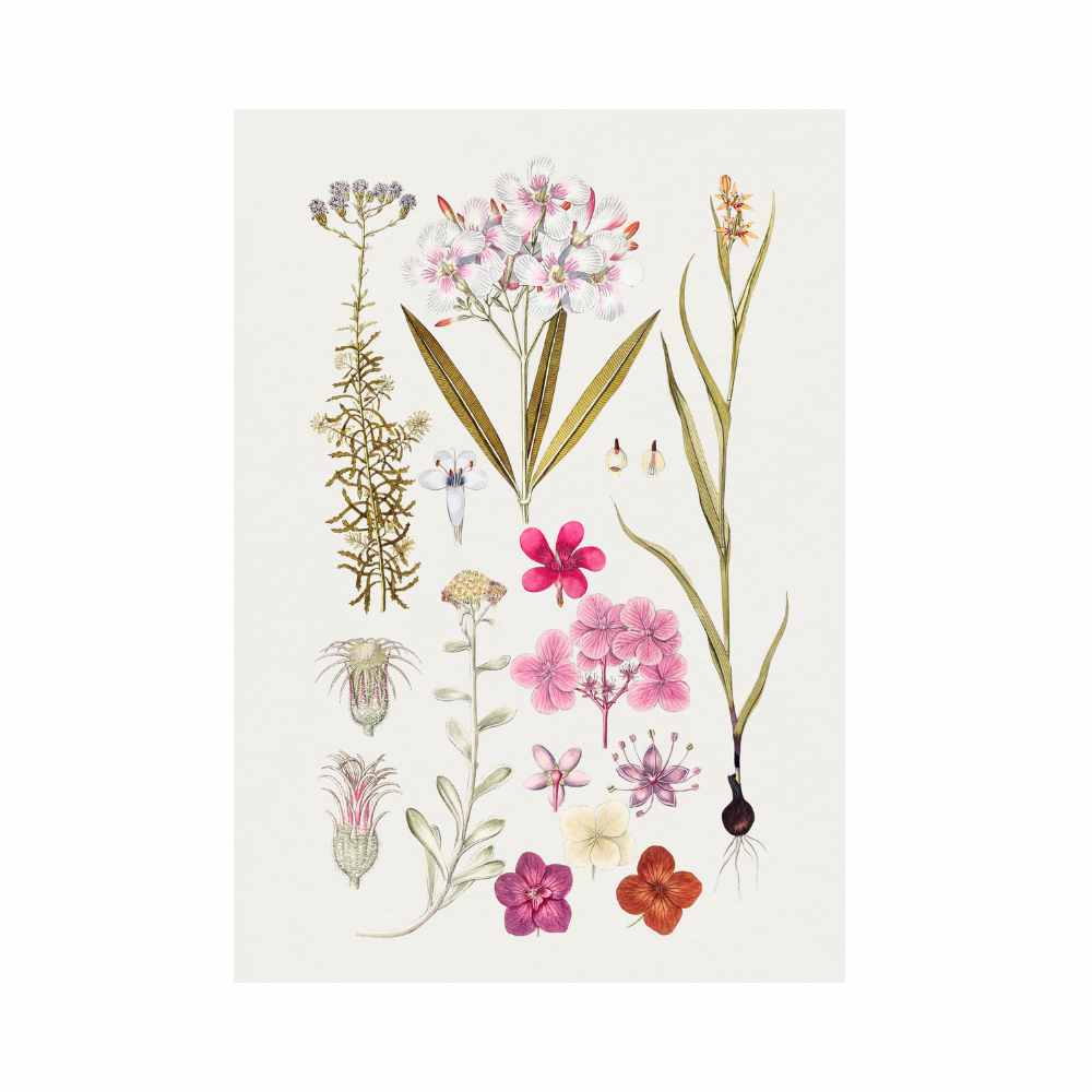 Framed Canvas Print ~ Pretty Botanicals