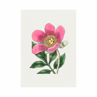 Framed Canvas Print ~ Pretty Botanicals
