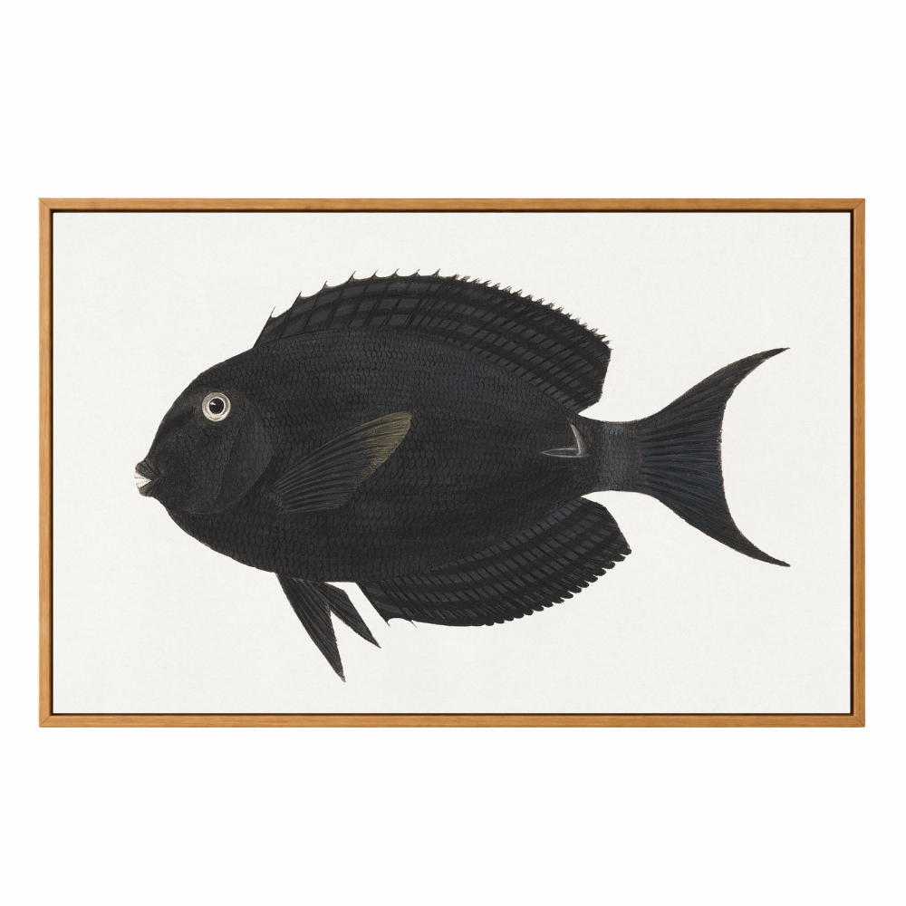 Framed Canvas Print ~ Black Fish