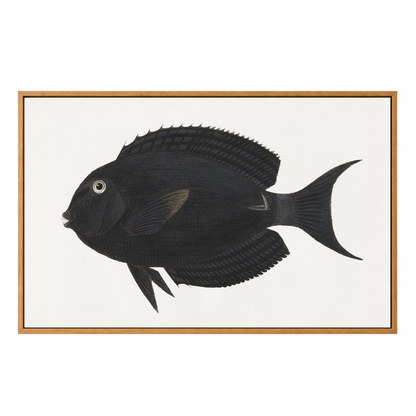 Framed Canvas Print ~ Black Fish