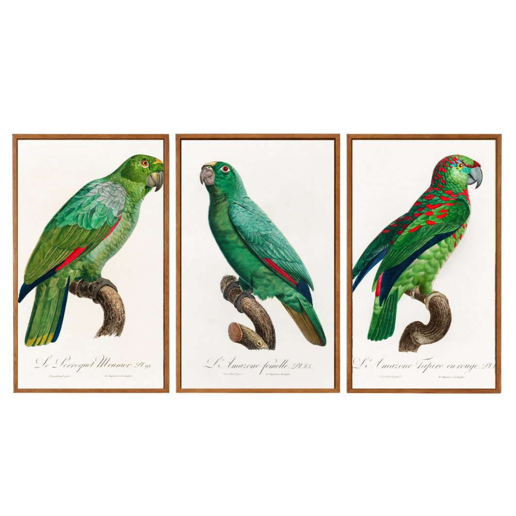 Framed Canvas Print ~ Parrot Series