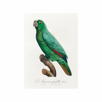 Framed Canvas Print ~ Parrot Series