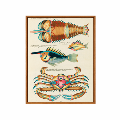 Framed Canvas Print ~ Antique Fish Series