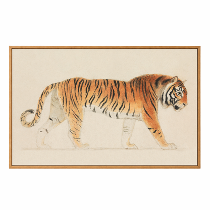 Framed Canvas Print ~ Tiger