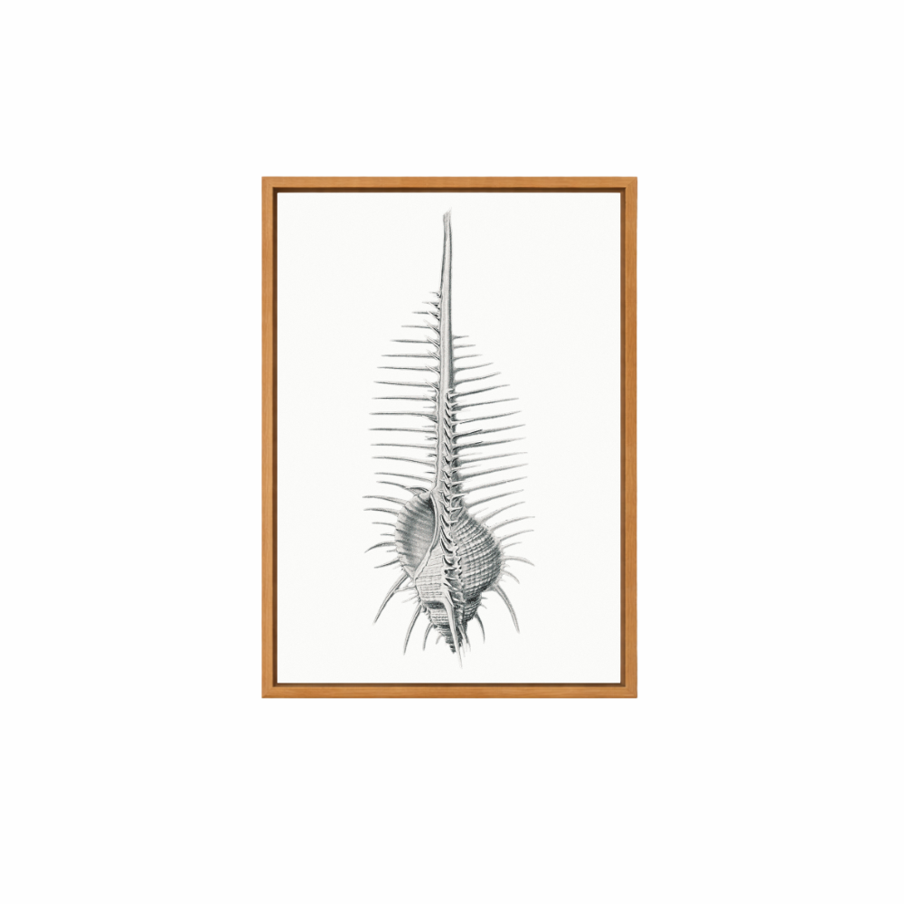 Framed Canvas Print ~ Vintage Shell