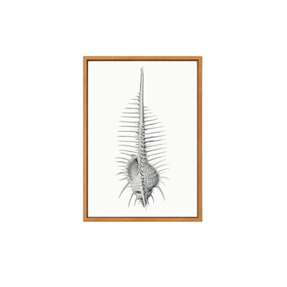Framed Canvas Print ~ Vintage Shell