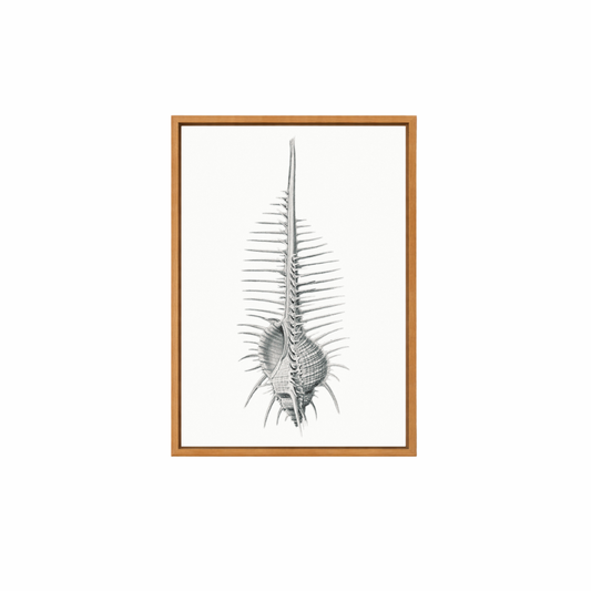 Framed Canvas Print ~ Vintage Shell