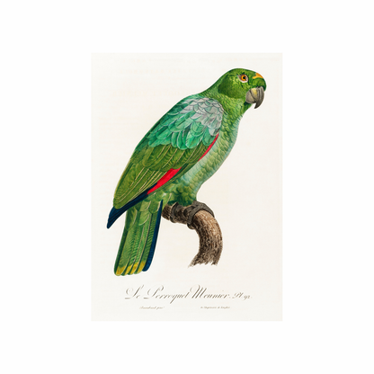 Framed Canvas Print ~ Parrot Series