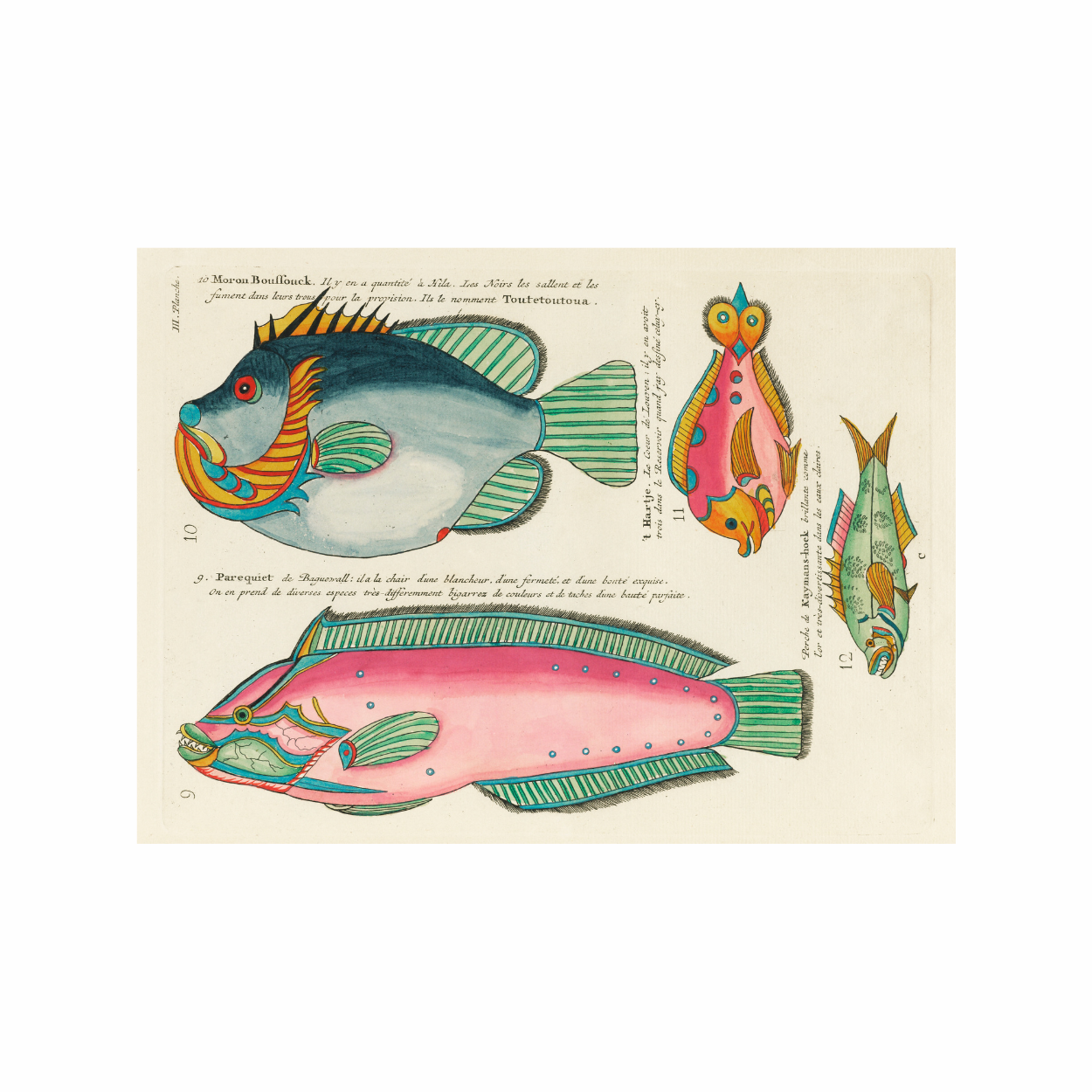 Framed Canvas Print ~ Antique Fish Series