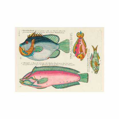 Framed Canvas Print ~ Antique Fish Series