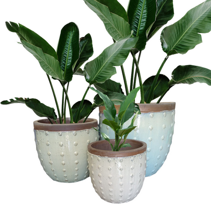 Large White Bobble Glazed Planter Sets