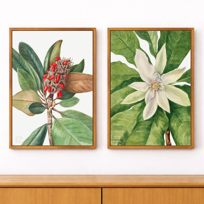 Framed Canvas Print ~ Botanical Reverie Series