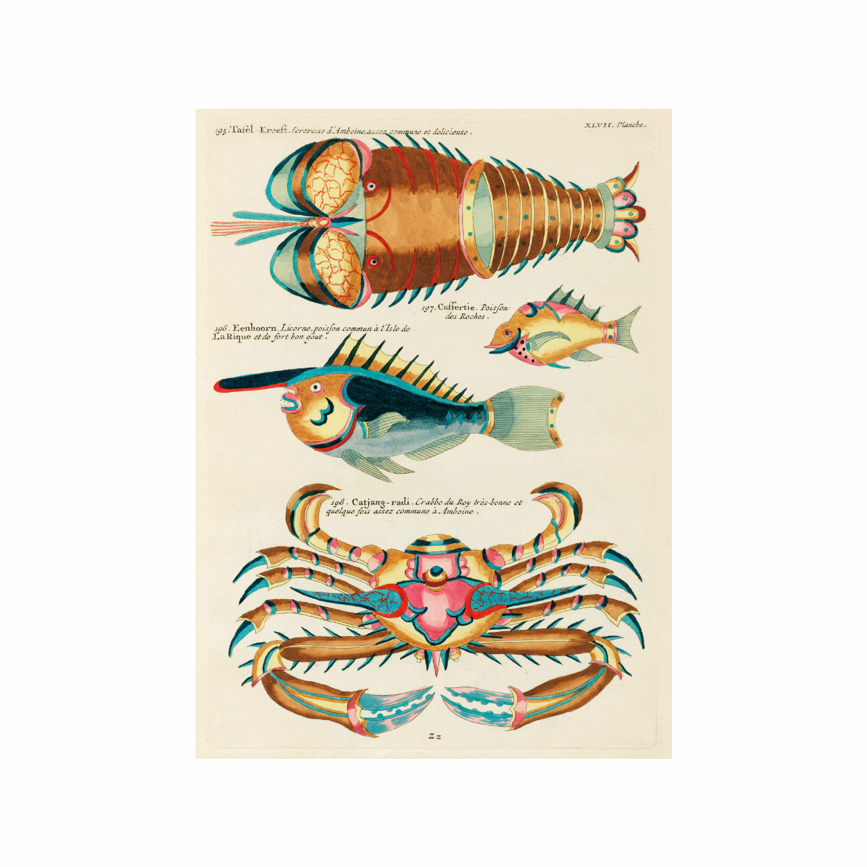 Framed Canvas Print ~ Antique Fish Series