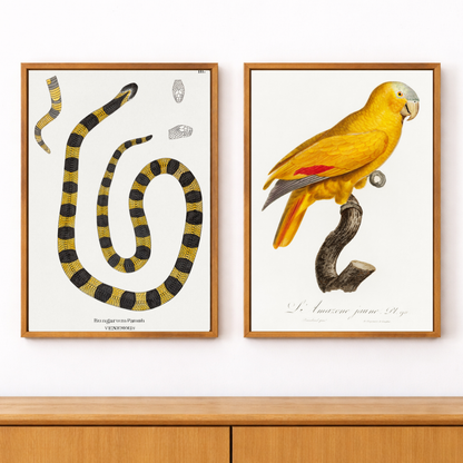 Framed Canvas Print ~ Venom