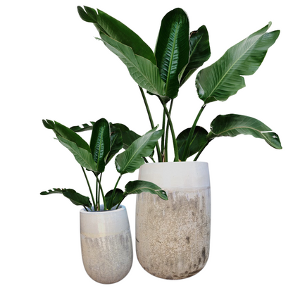 XL Creme Glazed Planter Set