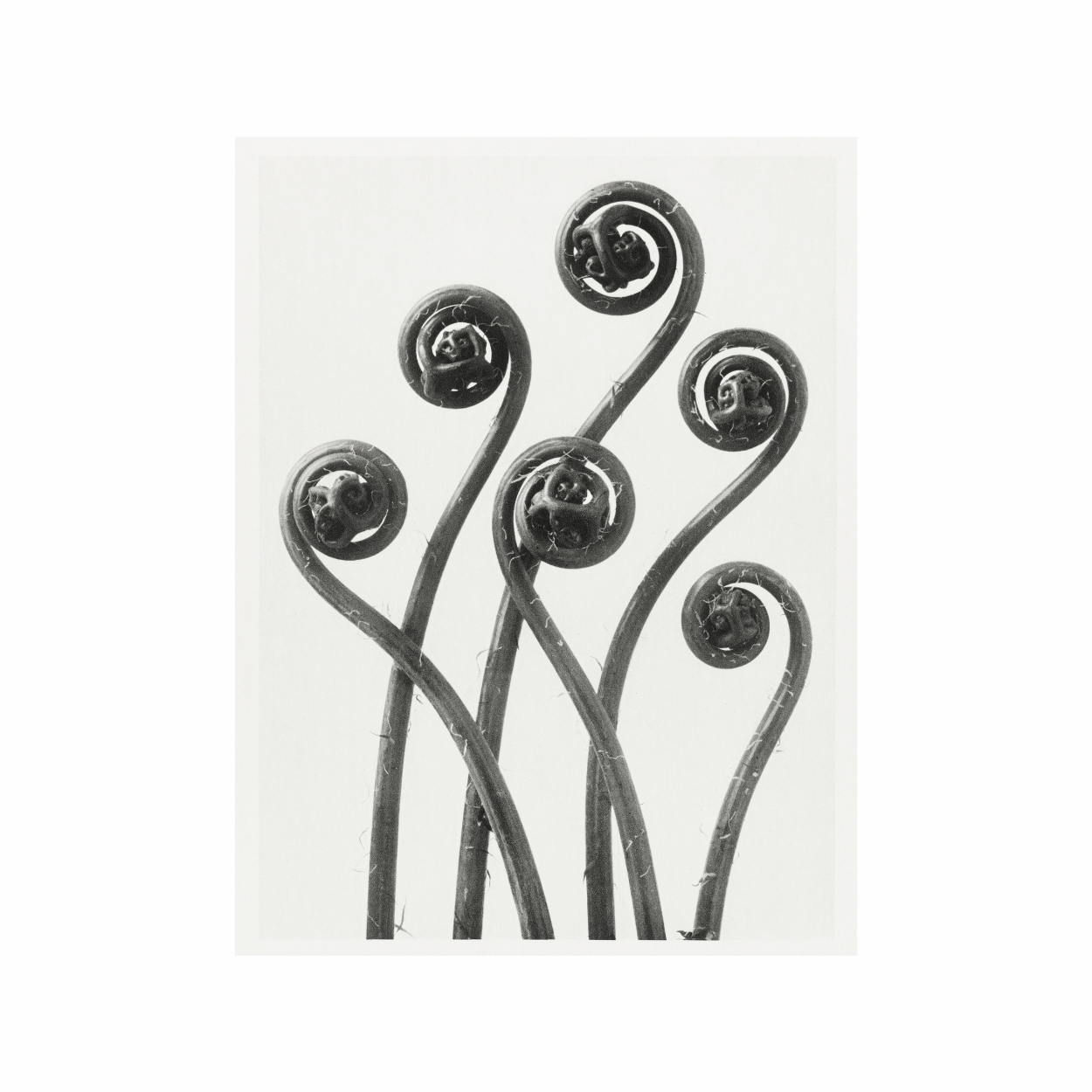 Decorative metal fern sculpture on a white background