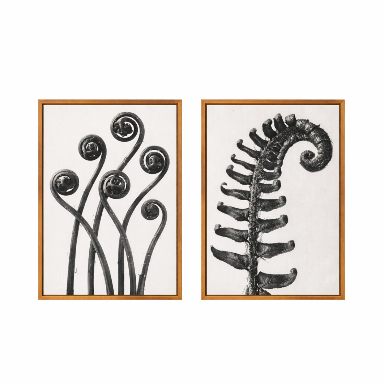 Two framed black and white botanical prints on a white background