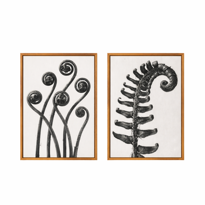 Two framed black and white botanical prints on a white background