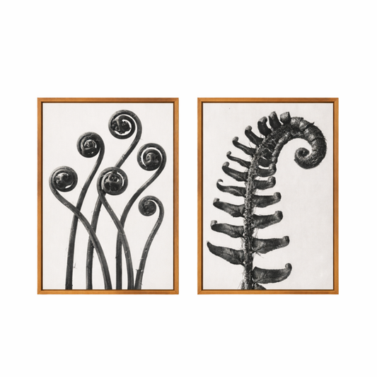 Two framed black and white botanical prints on a white background