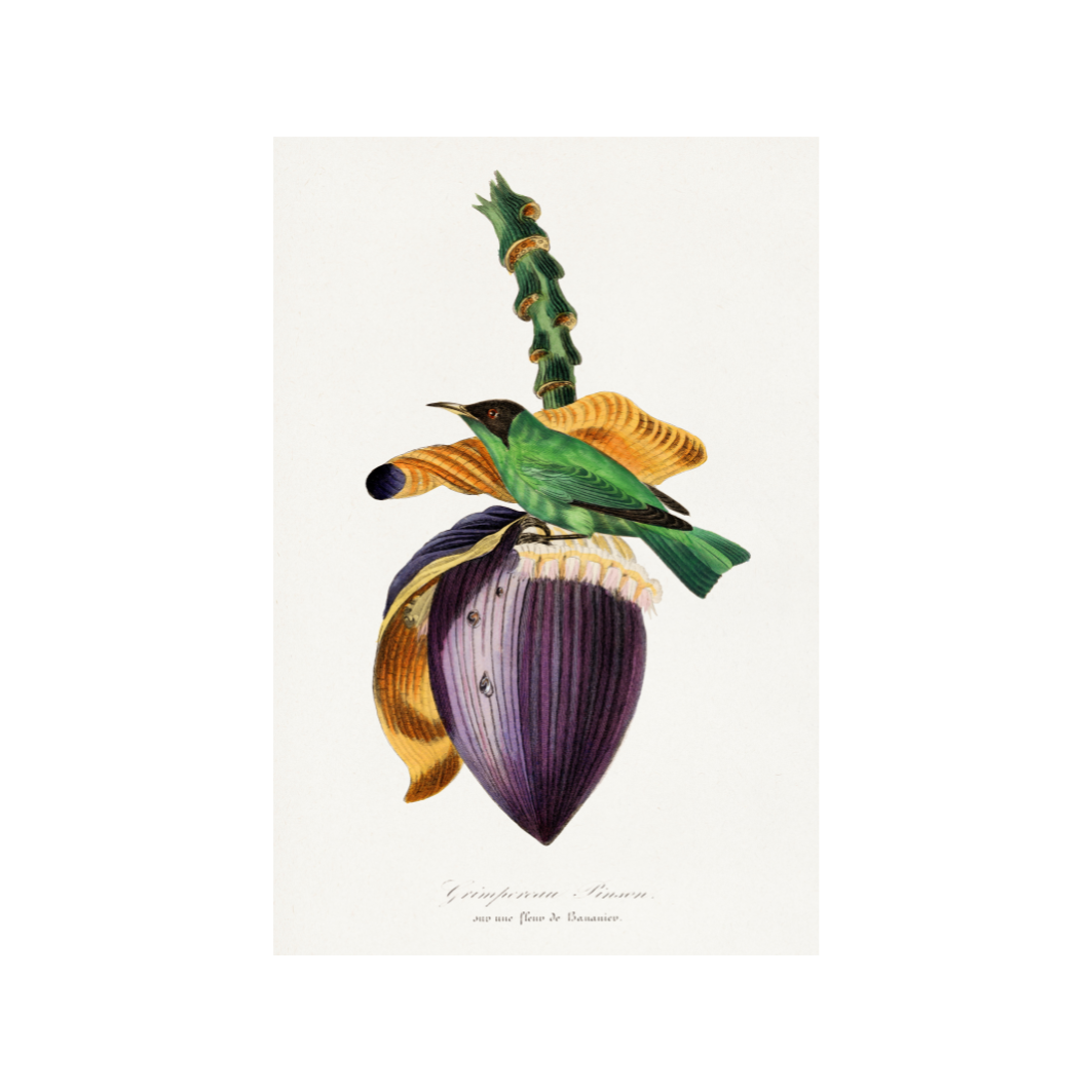 Illustration of a bird perched on a purple banana flower with green leaves.