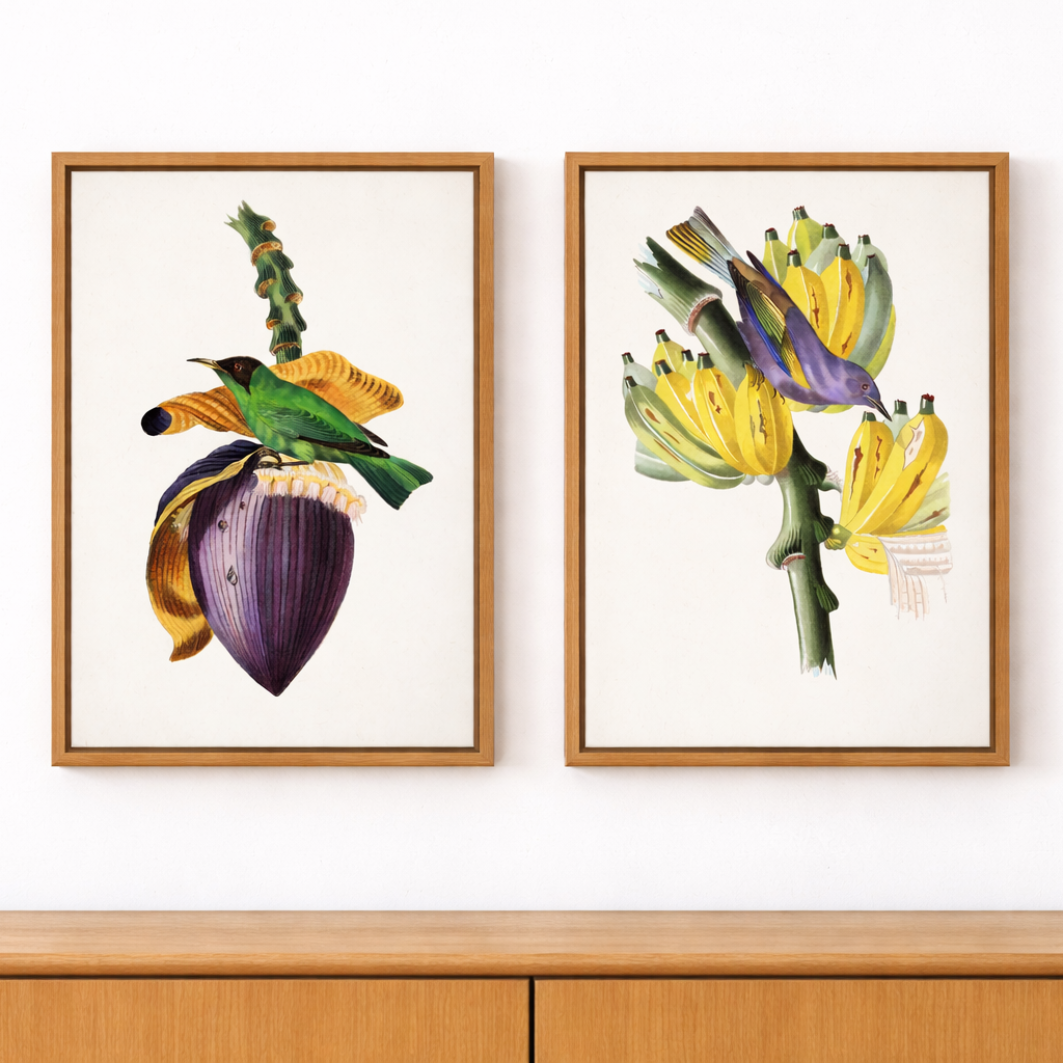 Two framed botanical prints of birds and banana plants on a white wall.