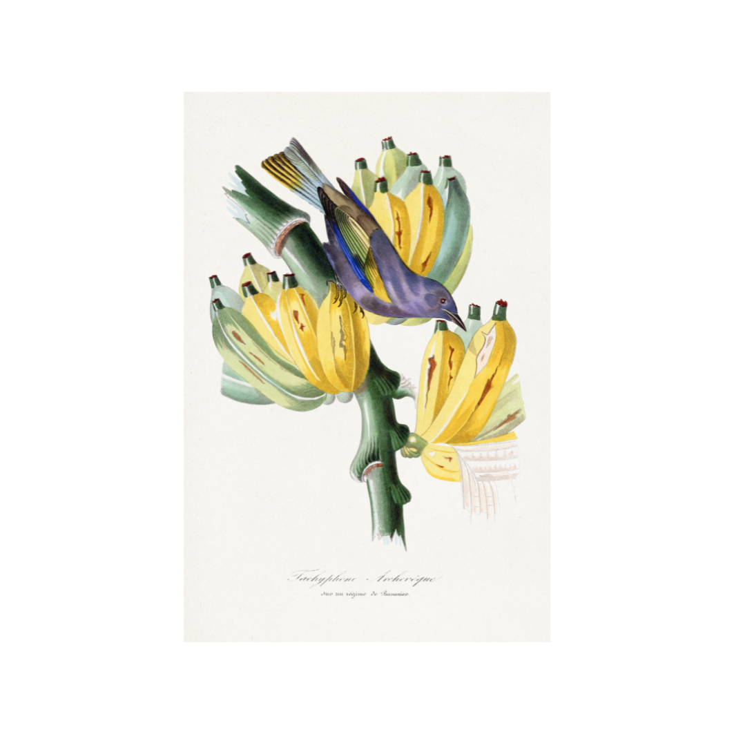 Illustration of a bird perched on a banana branch with yellow bananas.