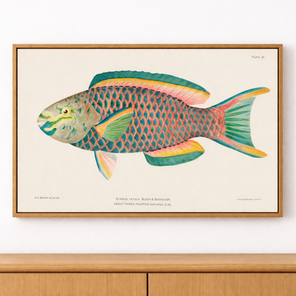 Framed illustration of a colorful fish on a white wall. Colourful Beach Bungalow Wall Art.