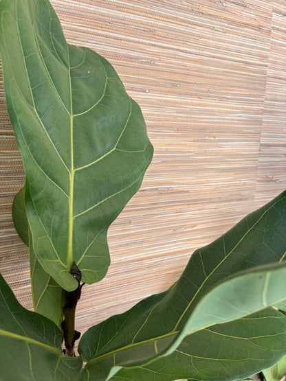 Grasscloth Wallpaper ~ Natural