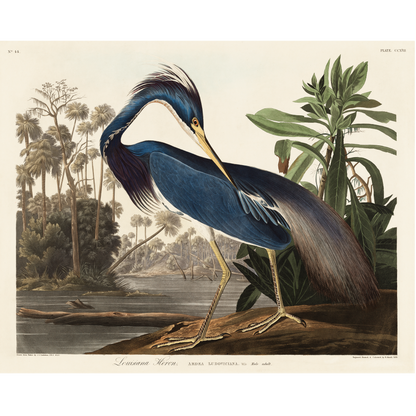 Audubon Louisiana Heron