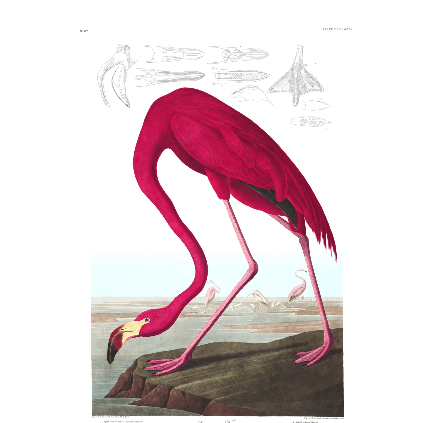 Audubon Pink Flamingo