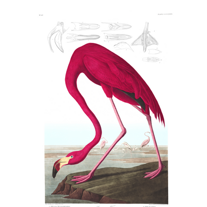 Audubon Pink Flamingo