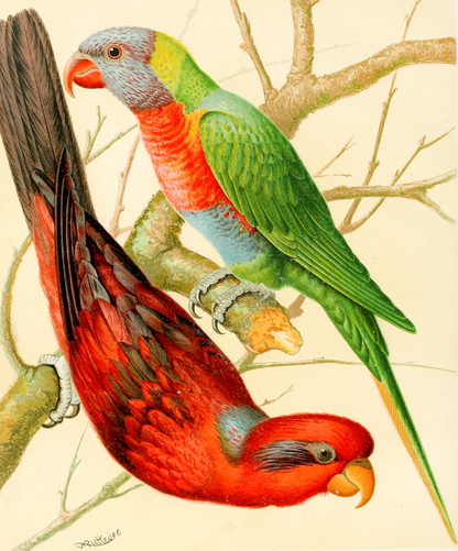 Blue Striped Lory, Blue Mountain Lory