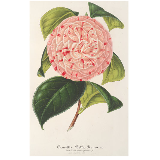 Camellia Bella Romana (1854-1896)