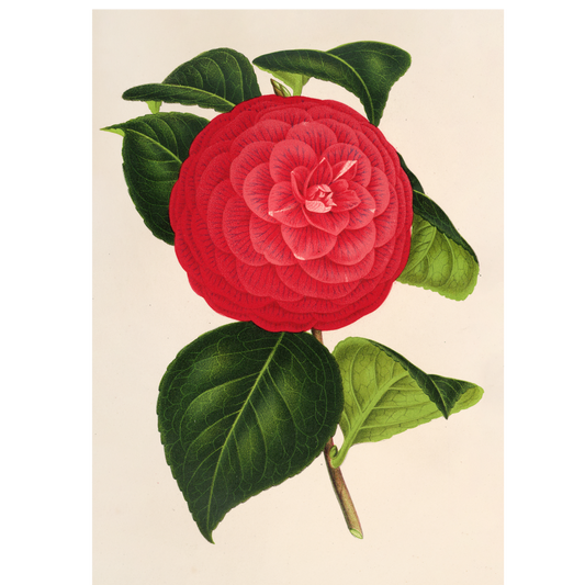 Camellia Marchesa Davia (1854-1896)