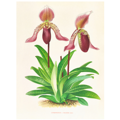 Cypripedium Fraseri
