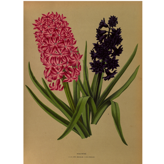 Hyacinths 3 (1872-1881)