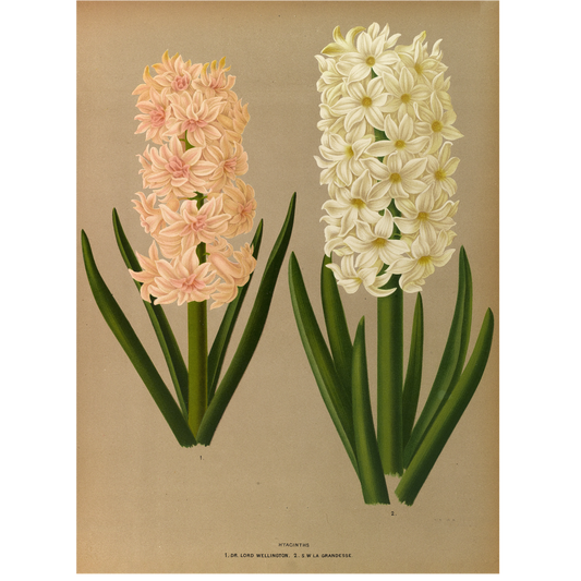 Hyacinths 7 (1872-1881)