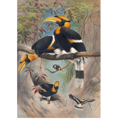 The Rhinoceros Hornbill