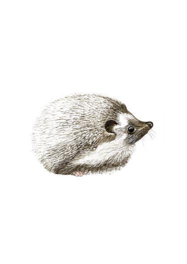Hedgehog Art Print Miniatures - Esque