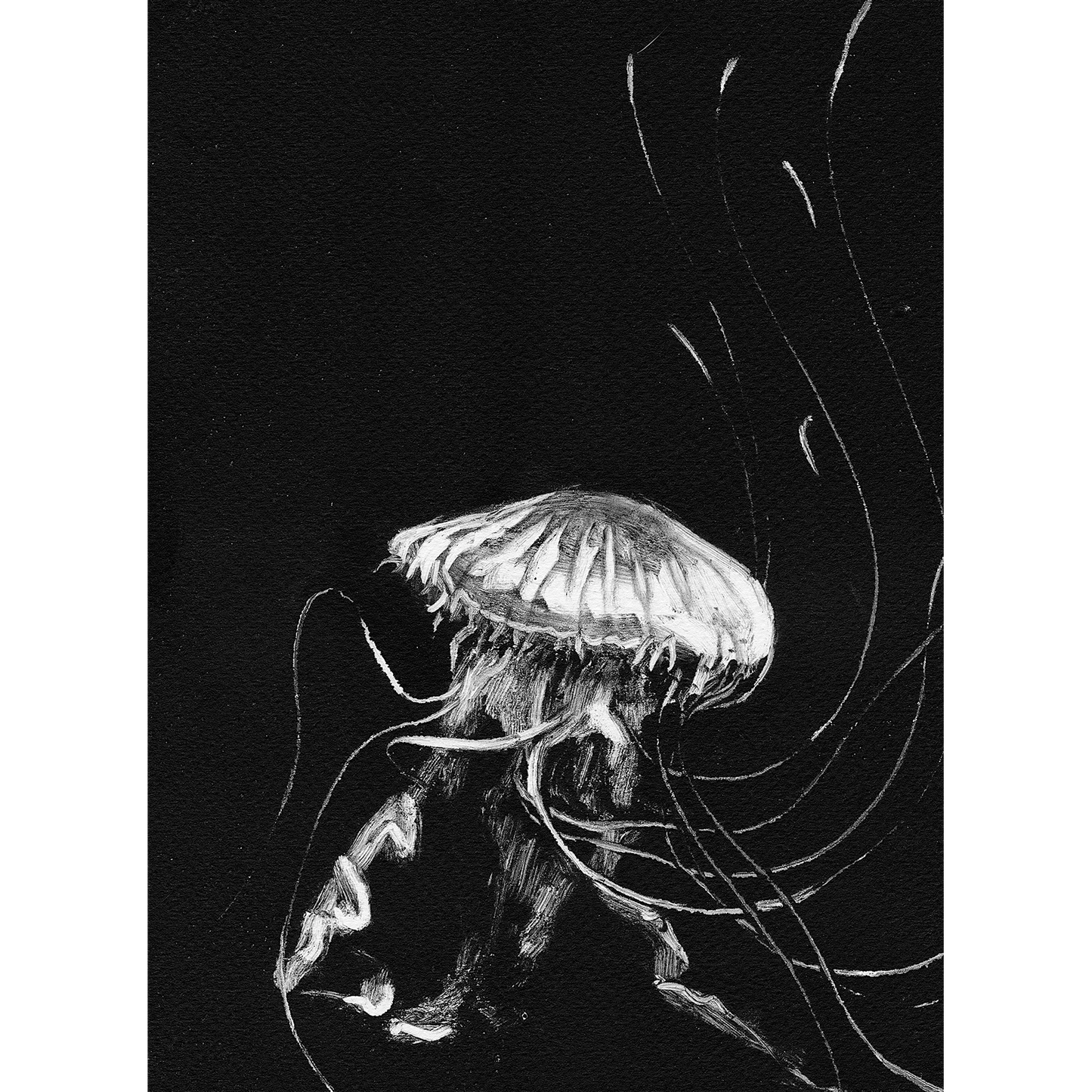 Jellyfish Artprint