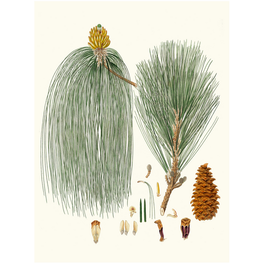 Pinus Longifolia (1837)