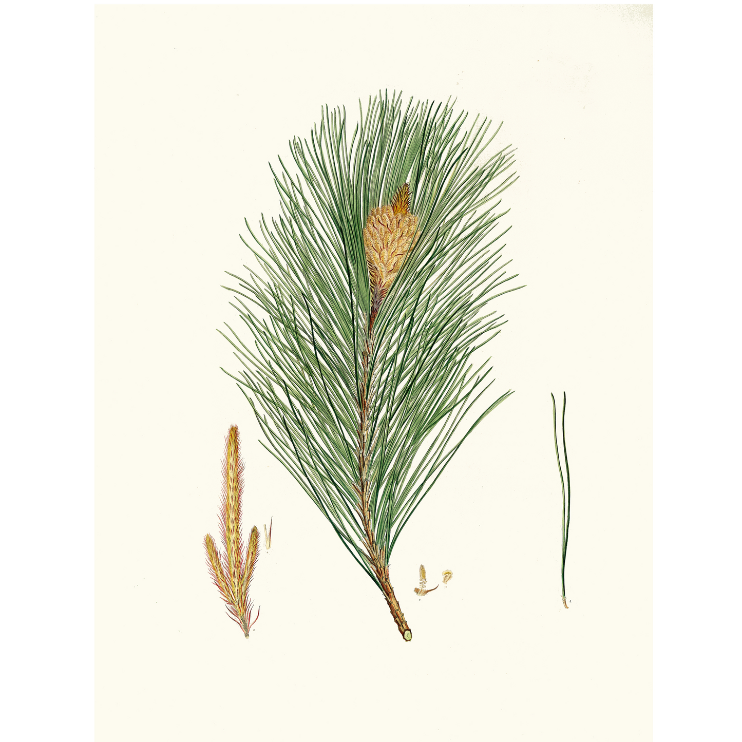 Pinus Massoniana (1837)