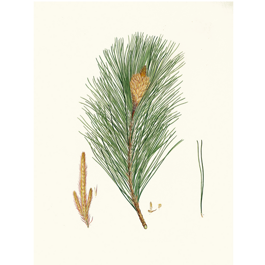 Pinus Massoniana (1837)