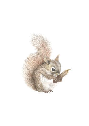 Squirrel Art Print Miniatures - Esque