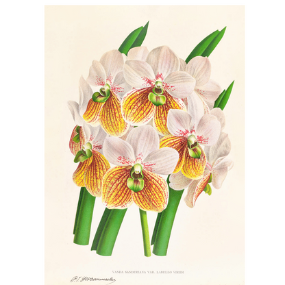 Zygopetalum Intermedium